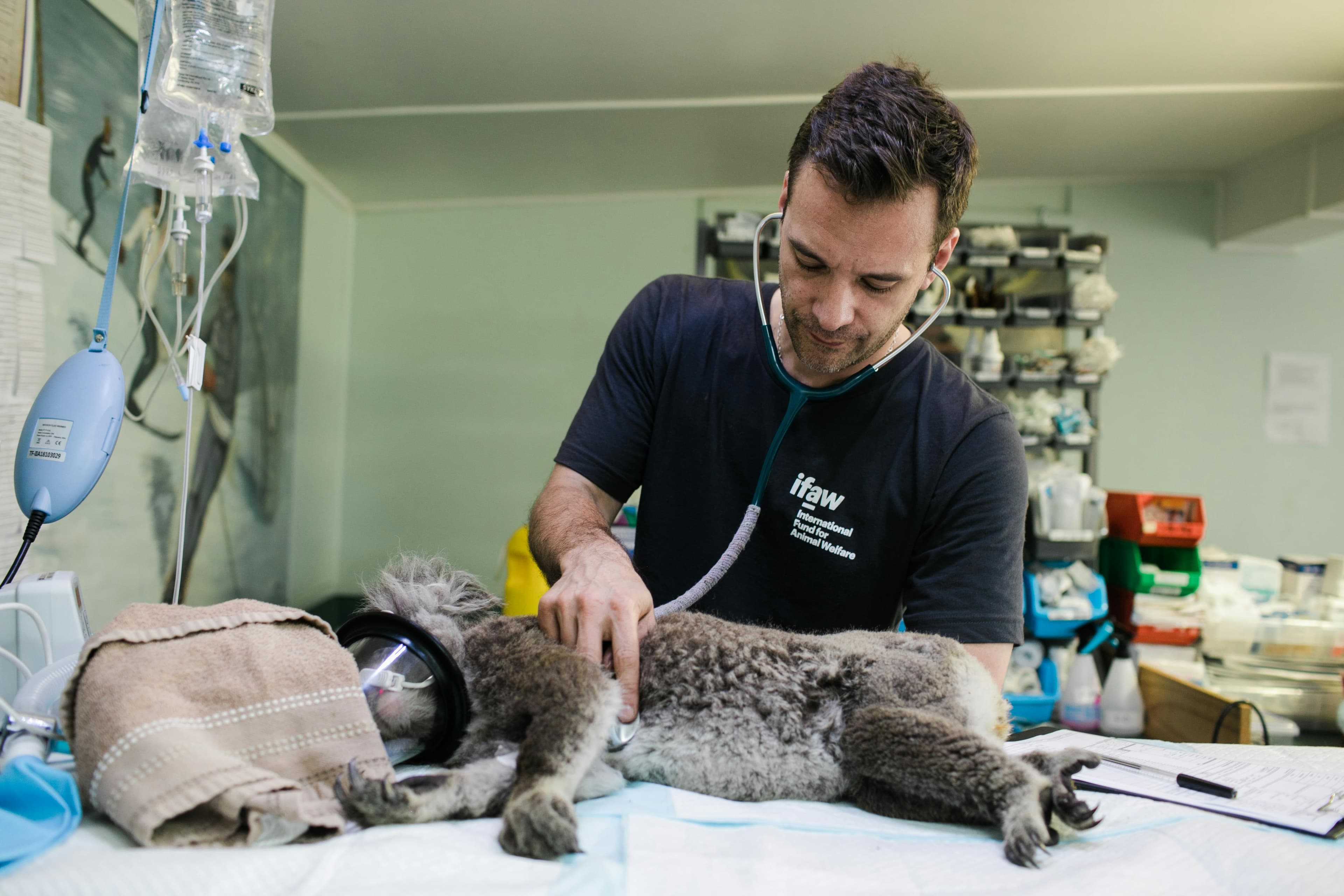 Veterinária